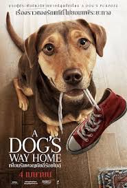 ดูหนังออนไลน์ฟรี A Dog’s Way Home เพื่อนรักผจญภัยสี่ร้อยไมล์ (2019)